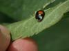 Harmonia axyridis
